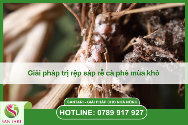 Giải pháp trị rệp sáp rễ cà phê mùa khô