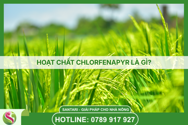HOẠT CHẤT CHLORFENAPYR LÀ GÌ?