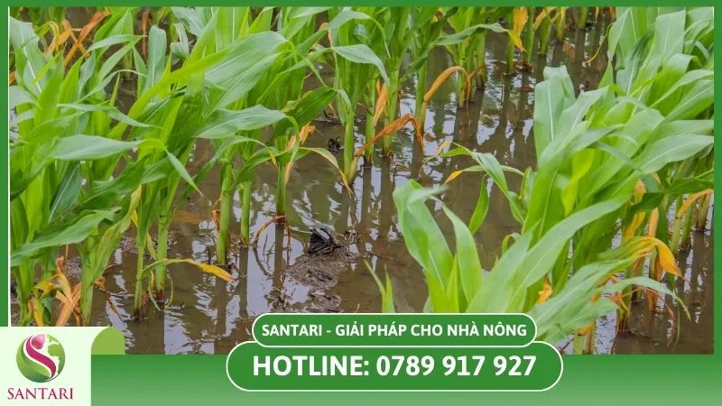 Không để đất bị ứ nước