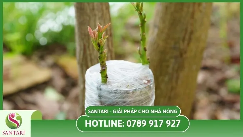 3 Cách ghép cây cà phê