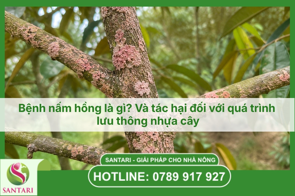 Bệnh nấm hồng là gì? Và tác hại đối với quá trình lưu thông nhựa cây