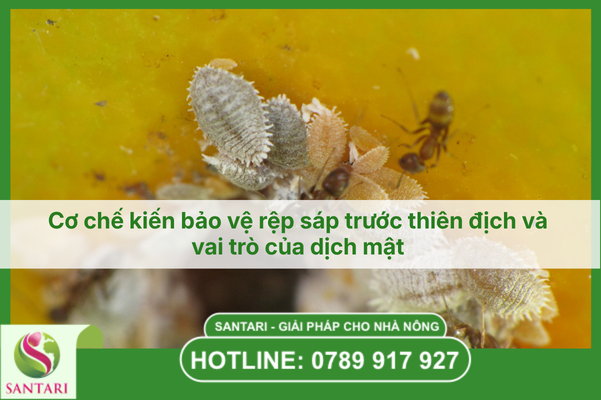 Cơ chế kiến bảo vệ rệp sáp trước thiên địch và vai trò của dịch mật 