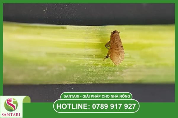 Câu hỏi thường gặp