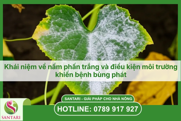 Khái niệm về nấm phấn trắng và điều kiện môi trường khiến bệnh bùng phát