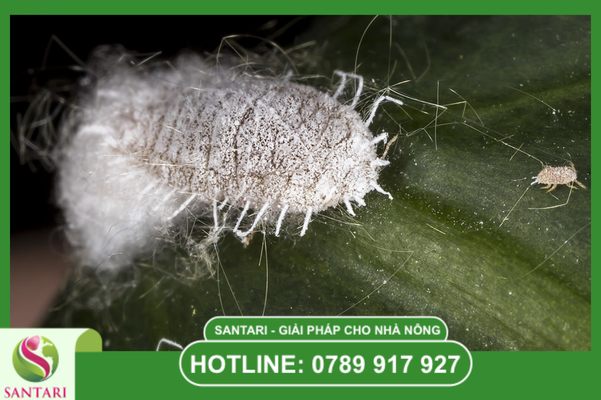 Lựa chọn hoạt chất thông minh trong phác đồ IPM