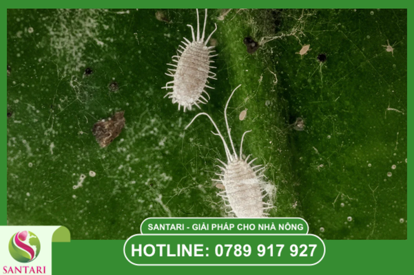 Lưu ý quan trọng để đảm bảo an toàn cho trái sầu riêng