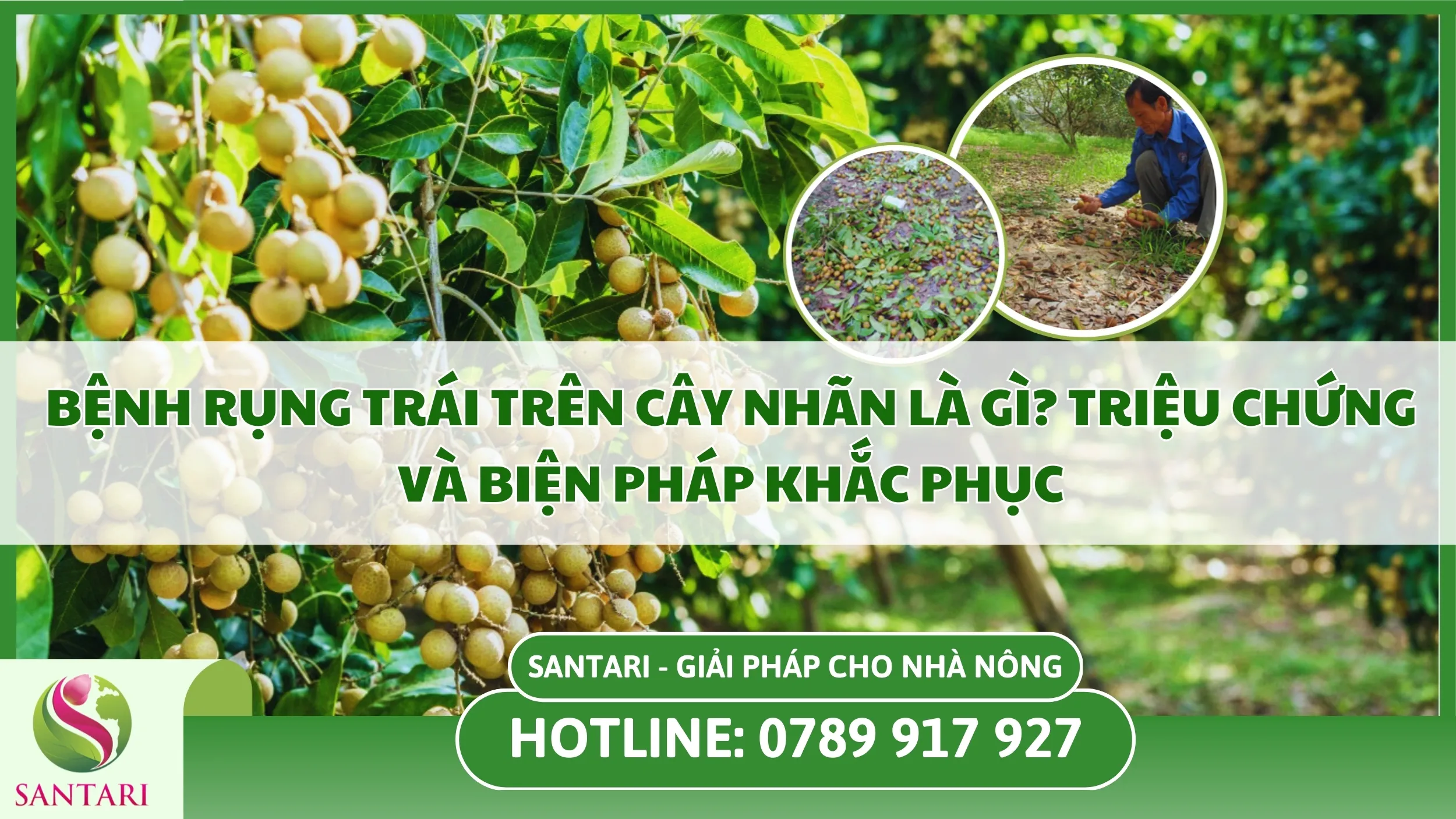Bệnh Rụng Trái Trên Cây Nhãn Là Gì? Triệu Chứng Và Biện Pháp Khắc Phục