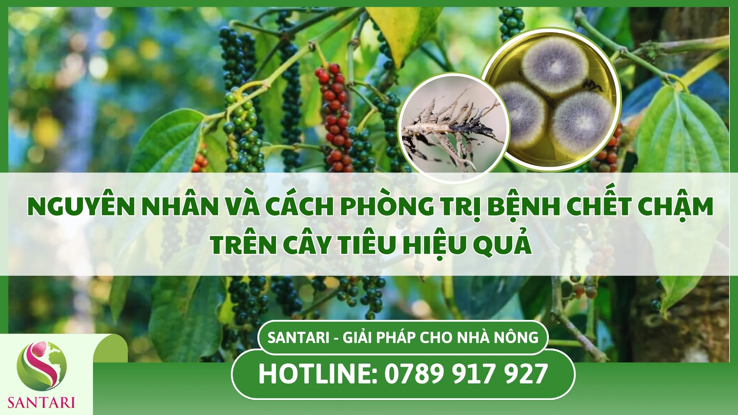 Bệnh Chết Chậm Trên Cây Tiêu Là Gì? Nguyên Nhân Và Cách Phòng Trị Bệnh Hiệu Quả