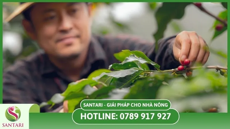 Chăm sóc và bảo vệ cây tránh bị mắc bệnh khô cành cà phê