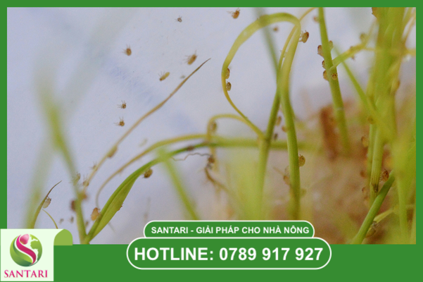 Hiểm họa từ những "kẻ ẩn nấp" trong hệ thống mạch dẫn