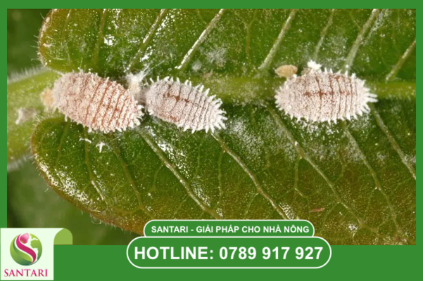 Bước 1 trong phác đồ Santari: Vệ sinh vườn và tác động vật lý