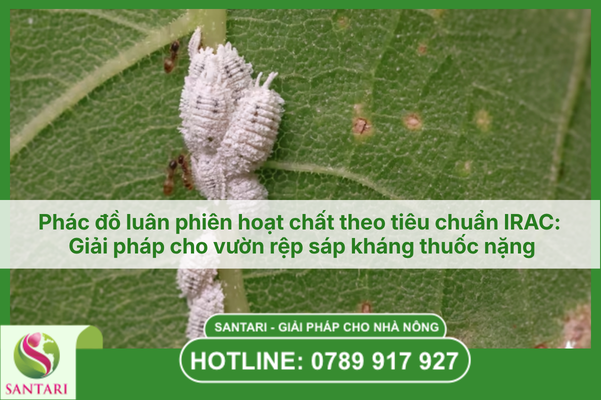Phác đồ luân phiên hoạt chất theo tiêu chuẩn IRAC: Giải pháp cho vườn rệp sáp kháng thuốc nặng