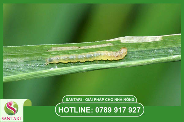 Tại sao phải bảo vệ lá cờ bằng mọi giá ở giai đoạn làm đòng?