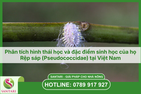 Phân tích hình thái học và đặc điểm sinh học của họ Rệp sáp (Pseudococcidae) tại Việt Nam