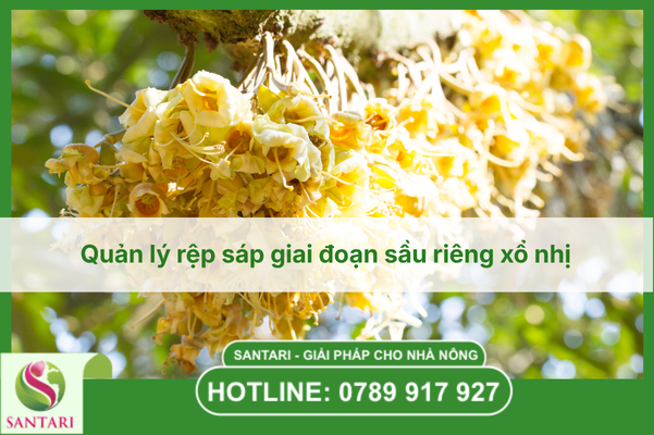 Quản lý rệp sáp giai đoạn sầu riêng xổ nhị