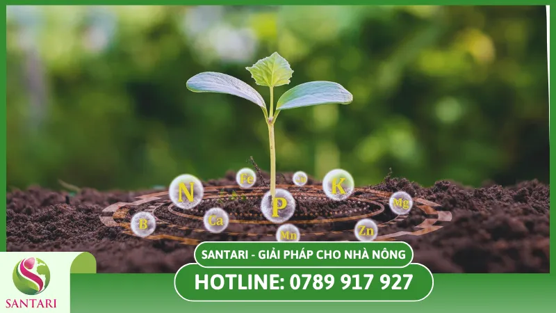 Chuẩn bị đất để có môi trường tốt nhất cho cây