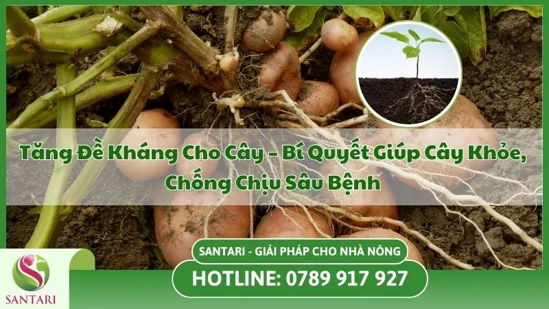 Phát Triển Đồng Đều Cả Rễ Và Lá – Chìa Khóa Giúp Cây Trồng Khỏe Mạnh