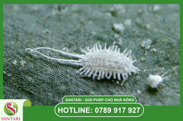 Ảnh hưởng của độ ẩm: "Nghịch lý" giữa mùa khô và mùa mưa