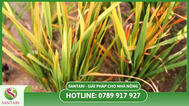 Nguyên Nhân Và Triệu Chứng Bệnh Vàng Lá