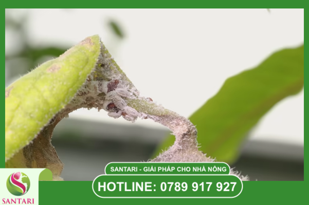 Câu hỏi thường gặp