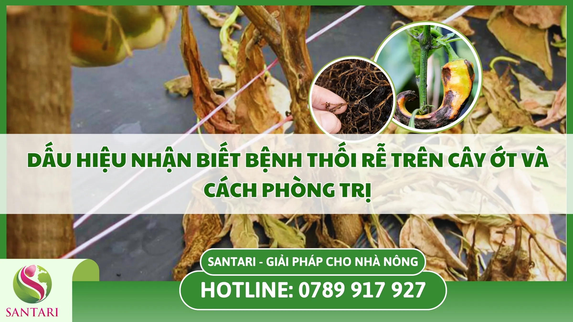 Dấu Hiệu Nhận Biết Bệnh Thối Rễ Trên Cây Ớt Và Cách Phòng Trị