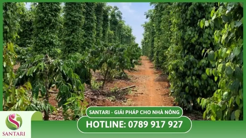 Trồng cây khoảng cách xa nhau tránh lây bệnh