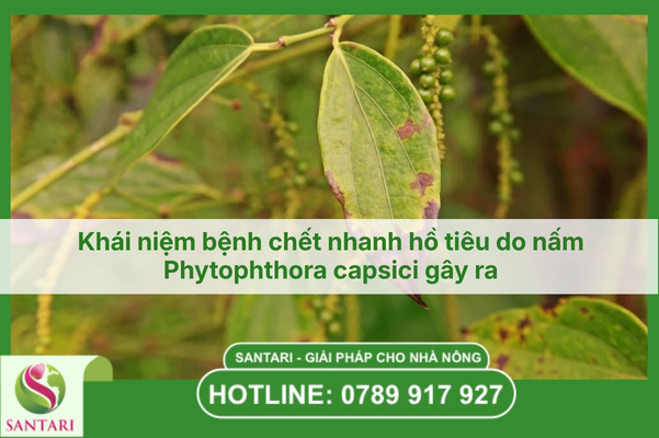 Khái niệm bệnh chết nhanh hồ tiêu do nấm Phytophthora capsici gây ra
