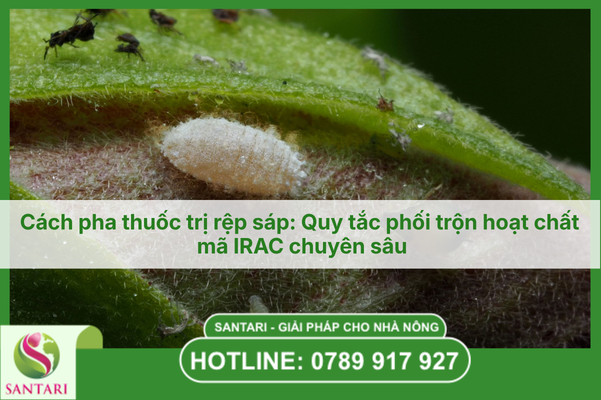 Cách pha thuốc trị rệp sáp: Quy tắc phối trộn hoạt chất mã IRAC chuyên sâu