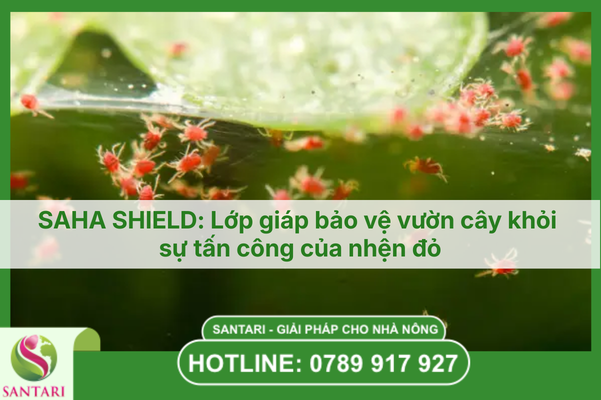 SAHA SHIELD: Lớp giáp bảo vệ vườn cây khỏi sự tấn công của nhện đỏ