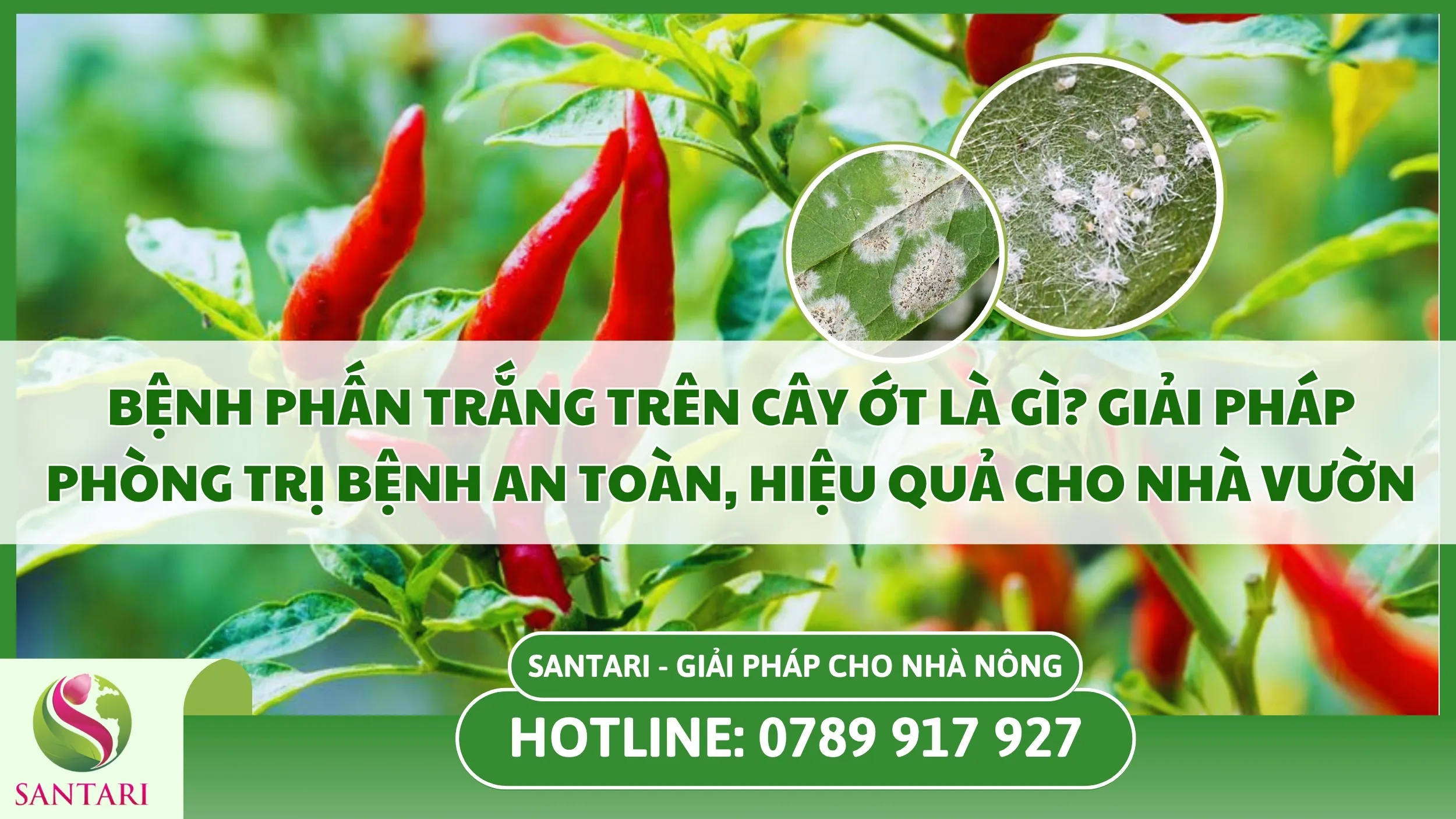 Bệnh Phấn Trắng Trên Cây ớT Là Gì? Giải Pháp Phòng Trị Bệnh An Toàn, Hiệu Quả Cho Nhà Vườn
