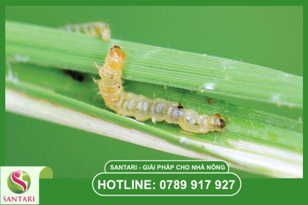 Câu hỏi thường gặp