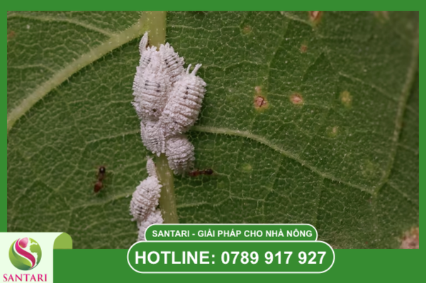 Phác đồ xử lý cụ thể cho mật độ nặng từ Santari