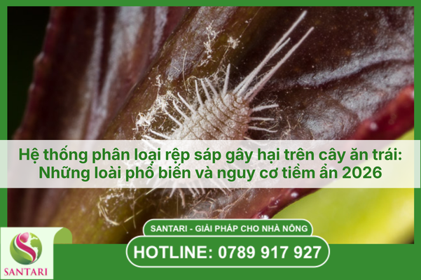 Hệ thống phân loại rệp sáp gây hại trên cây ăn trái: Những loài phổ biến và nguy cơ tiềm ẩn 2026