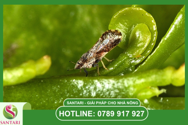 Rầy chổng cánh là gì? Đặc điểm nhận diện độc đáo