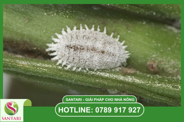 Giai đoạn Crawlers: "Thời điểm vàng" để can thiệp phác đồ