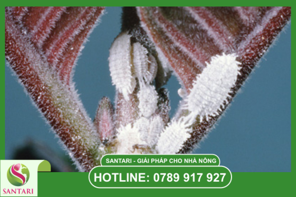  Khái niệm về rệp sáp Pseudococcidae và cơ chế gây hại