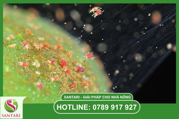 Kỹ thuật phun thực chiến để đạt hiệu quả 100%