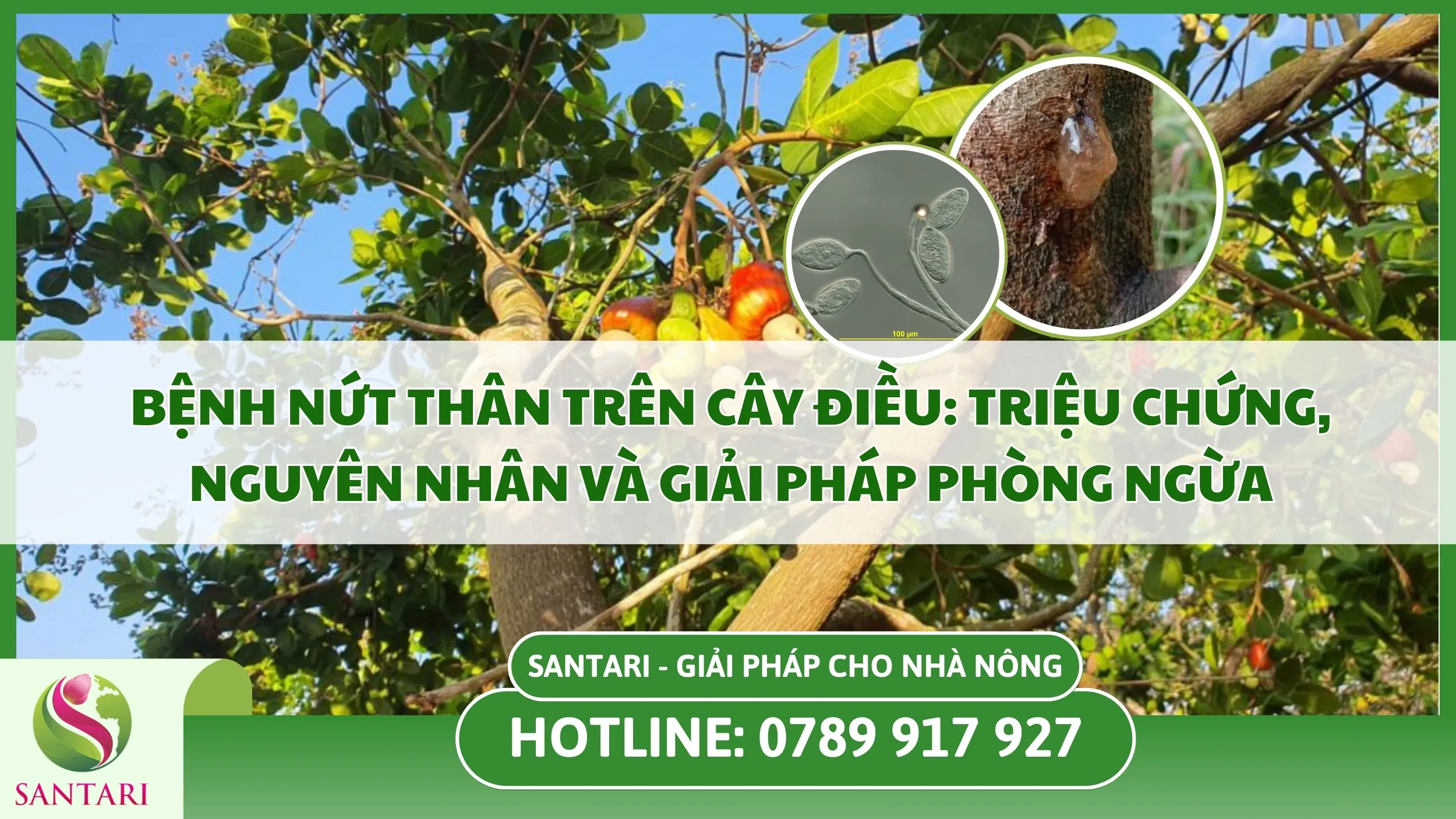 Bệnh Nứt Thân Trên Cây Điều: Nguyên Nhân, Tác Hại Và Cách Phòng Trị Hiệu Quả