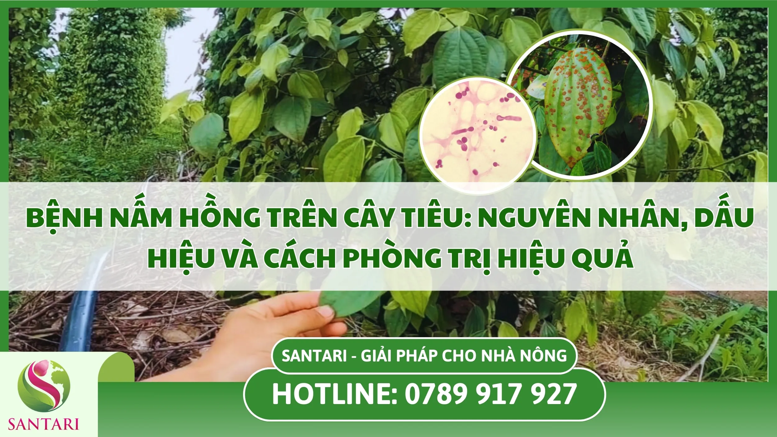 Bệnh Nấm Hồng Trên Cây Tiêu: Nguyên Nhân, Dấu Hiệu Và Cách Phòng Trị Hiệu Quả