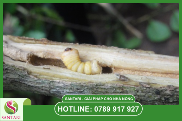 Câu hỏi thường gặp