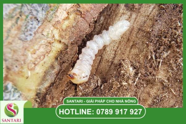 Mối liên hệ "nguy hiểm" giữa sâu đục thân và hiện tượng xì mủ
