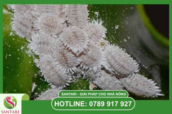 Hoạt chất "Truy quét" chuyên dụng từ Santari