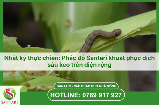 Nhật ký thực chiến: Phác đồ Santari khuất phục dịch sâu keo trên diện rộng