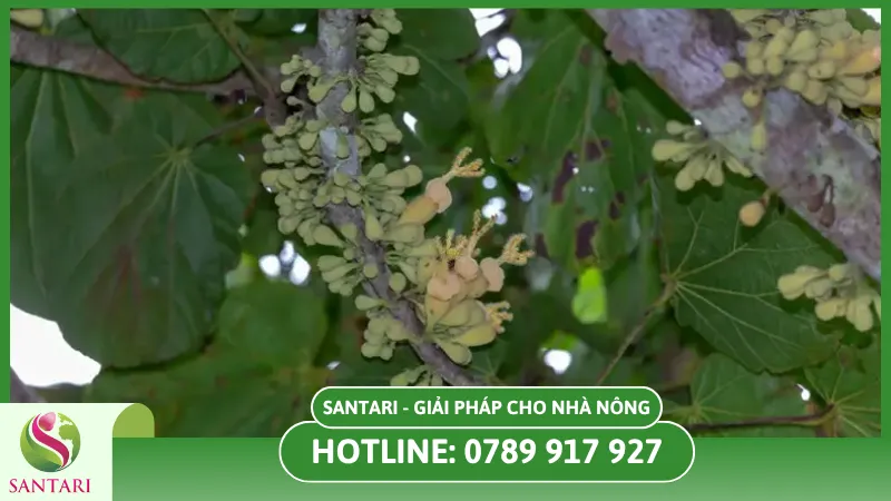 Các nguyên nhân tạo nên nấm mốc ở cây điều