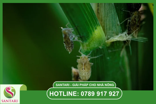  Tầm quan trọng của việc kiểm soát các thế hệ sâu hại