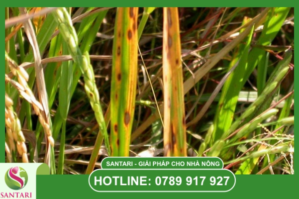 Bệnh khô vằn lúa / Bệnh đốm vằn (Rhizoctonia solani)