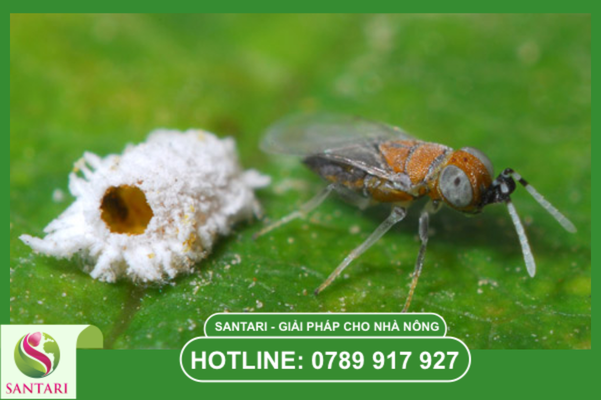 Câu hỏi thường gặp (FAQ)