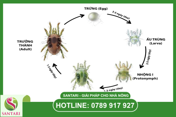 Đồ họa vòng đời nhện đỏ và triết lý quản trị từ chuyên gia Santari.