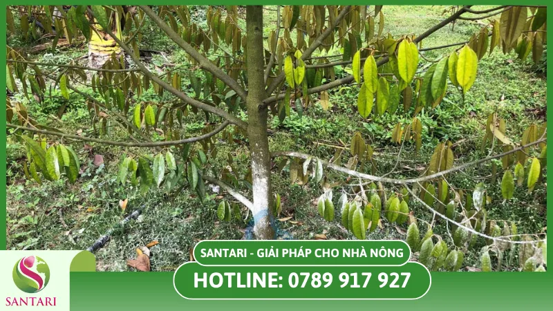 Các cây ăn trái thường bị ngập úng bởi mùa mưa