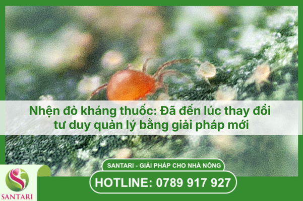 Nhện đỏ kháng thuốc: Đã đến lúc thay đổi tư duy quản lý bằng giải pháp mới